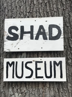 Shad Museum Open